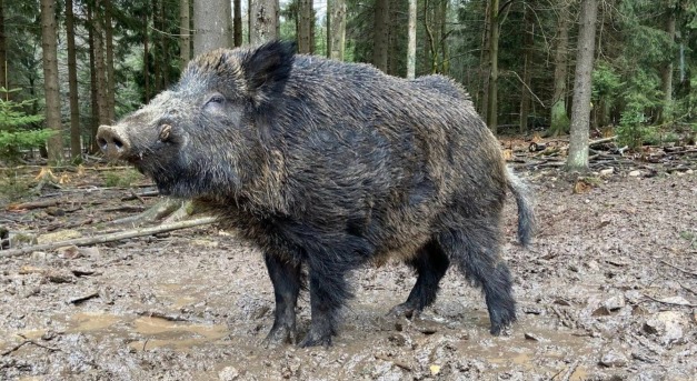 Putyin helyett új nevet kapott a vadkan